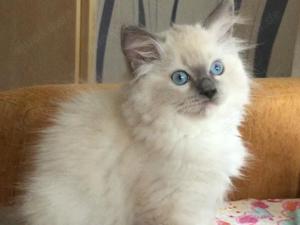 Ragdoll Katze 5 Monate mit Stammbaum 