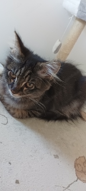 4 monate alter Maine coon kater