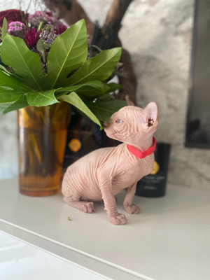 Elf Sphynx kitten