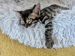 Bengal kitten Weibchen und Männchen 