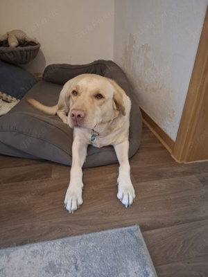 Labrador Bernersennen Mix