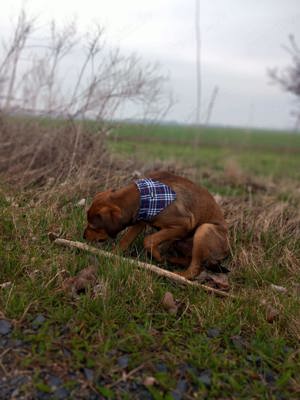 Labrador Mischling 