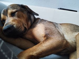Labrador Mischling 