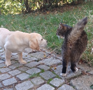 Finn blonder labrador welpe sucht seine Familie 