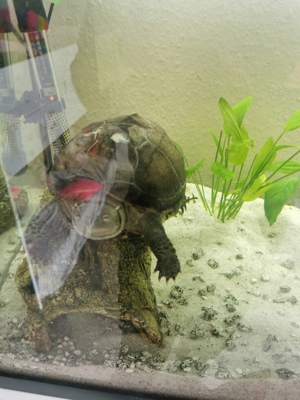 Wasserschildkröten 