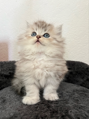 Baby Kitten BKH langharre 