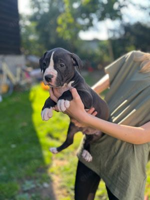 supersüße American bully Welpen zu verkaufen 