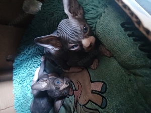 Reinrassiege Cannadische Sphynx Kitten mit Stammbaum 