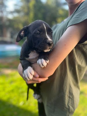 supersüße American bully Welpen zu verkaufen 