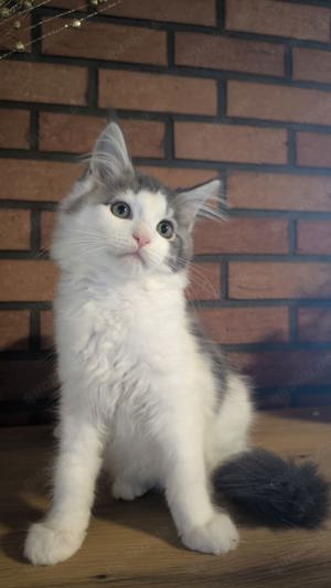 Maine Coon boy blue tabby white