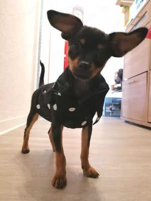 Russische mini toy Terrier!!! Nur noch ein Rude 