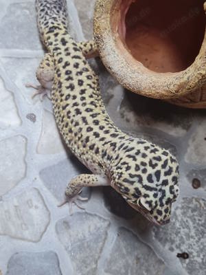 Leopardgecko Pärchen mit Terrarium abzugeben