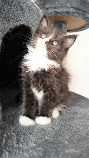 Maine Coon Kater Yoshi 