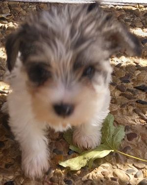 Amerik.Miniaturschnauzer mit Pap.