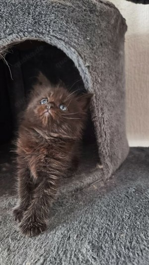 Zorro, Maine Coon Kater 