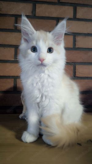 Maine Coon boy creme silver tabby high white 