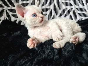 Devon Rex WCF 