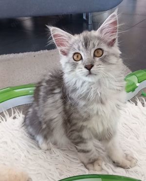 Maine Coon Kitten dürfen ab sofort umziehen :-)