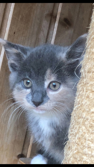 katzenbabies   Kitten 