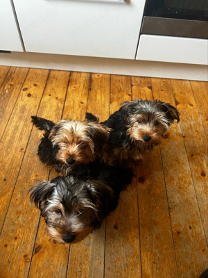 yorkshire terrier welpen 