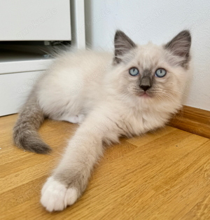 Letztes wunderschöne Ragdollkitten