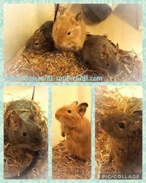 Tolle 3er Gruppe Degu Männchen, Jungtiere + Erzieher, Sand - Schocko - Agouti