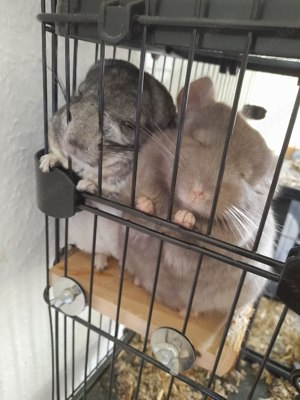 Zwei Chinchillas mit Käfig 