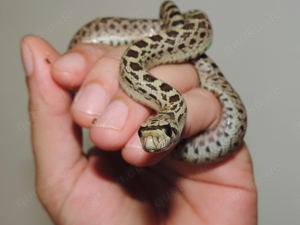 Pituophis - Zamenis - Lamprophis