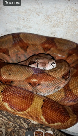 Boa Constrictor Hypo, adult, männlich 