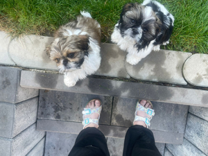 Shih tzu  welpen 