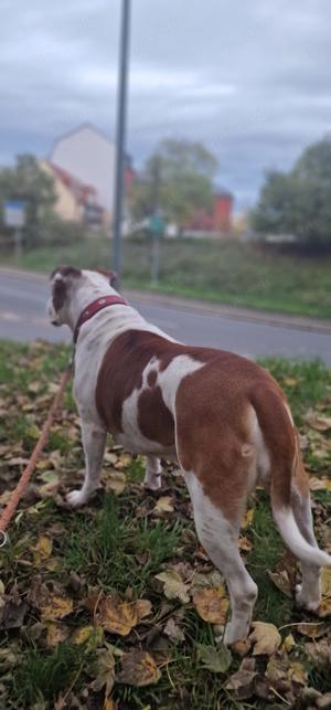 Boxer Mischlings dame schweren herzen abzugeben