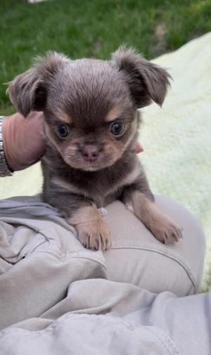 Reinrassiger Chihuahua Welpe 