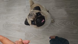 Mops Mädchen 