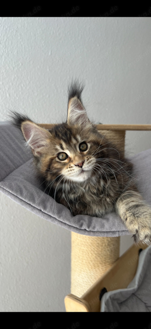 Reinrasige Maine Coon kitten mit Stammbaum