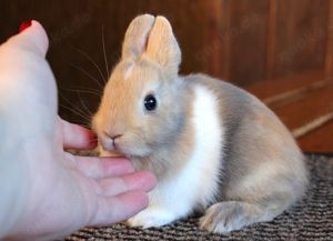 Kleine bunte Mini Löffelohr Farbenzwerge Zwerghasen Kaninchen