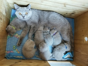 7 süße BKH Britisch Kurzhaar Kitten in Lilac   Jungs und Mädels 