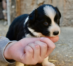 Border collie welpen 