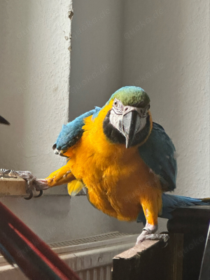 Gelbbrustara Papagei Weibchen 