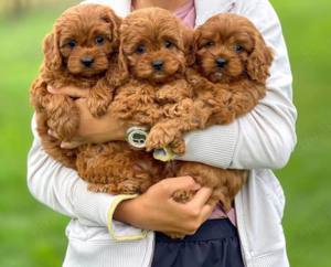 Maltipoo mini welpen 