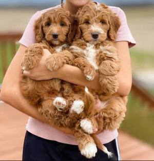 Cavapoo mini welpen