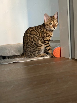 Bengal Kitten bereit auszuziehen 