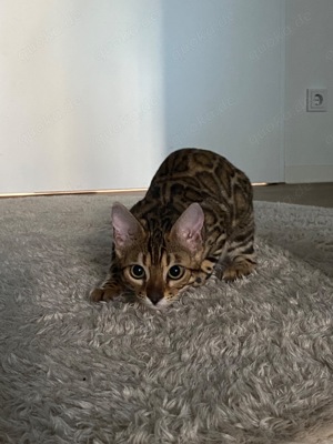 Bengal Kitten bereit auszuziehen 