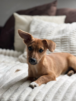 Dackel  Chihuahua Mix Hündin 