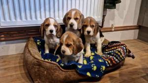 Beagle welpen 