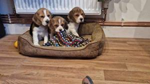 Beagle welpen