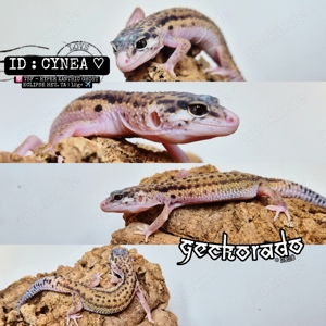 Leopardgecko Babys TSF NZ2024