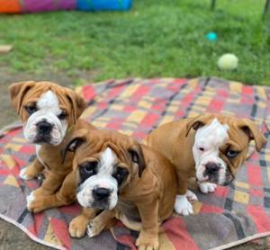 Englische Bulldogge welpen 