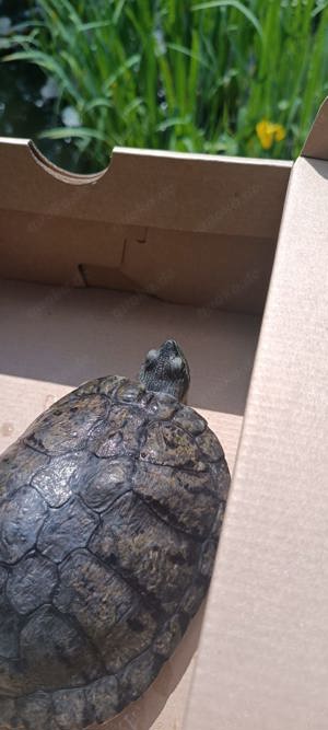 Wasserschildkröten 2 Gelbwangenschildkröten ca. 20 cm groß je 50 Euro