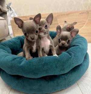 Chihuahua mini welpen