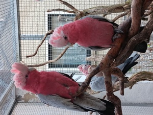 Rosakakadu (Eolophus roseicapilla)